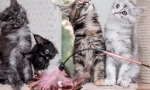Jak rozlišit kotě maine coon od obyčejného, ​​známky plemene